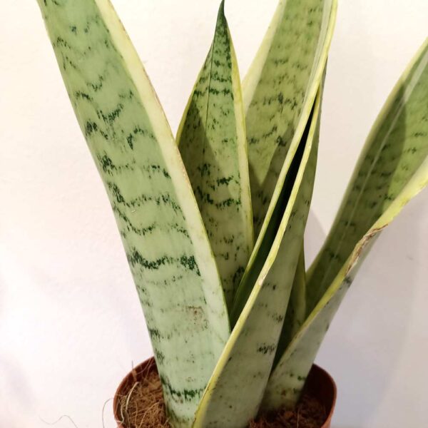 Sansevieria Snow White