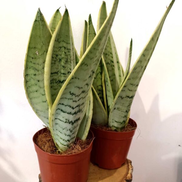Sansevieria Snow White Sansevieria Snow White
