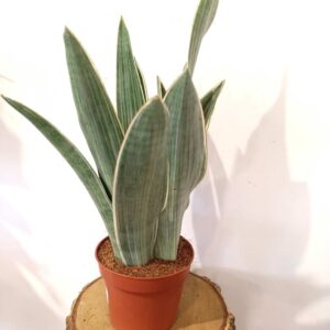 Sansevieria Metallica