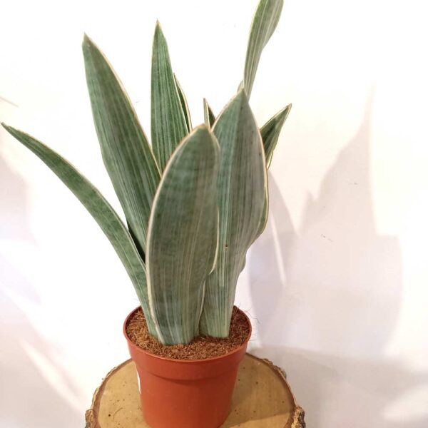 Sansevieria Metallica Sansevieria Metallica