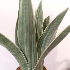 Sansevieria Metallica