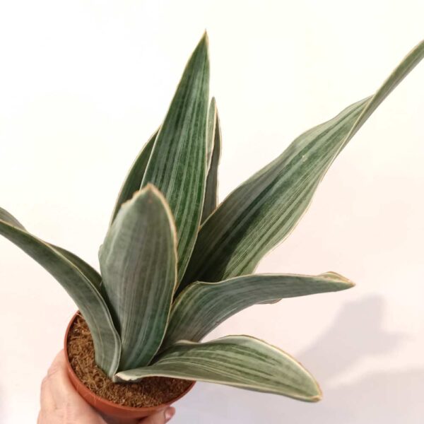Sansevieria Metallica