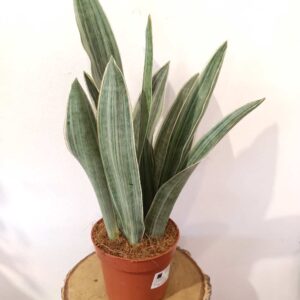 Sansevieria Metallica