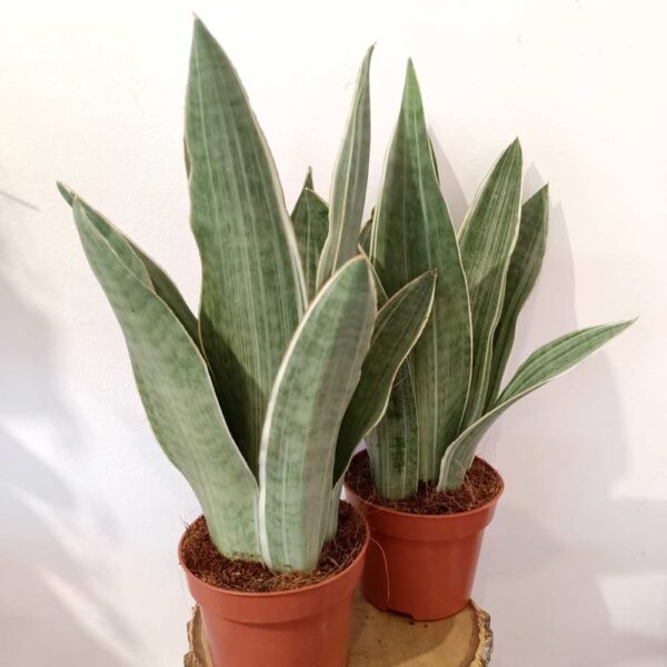 Sansevieria Metallica