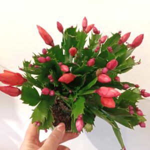 Schlumbergera