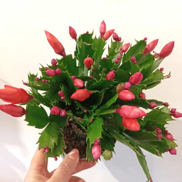 Schlumbergera