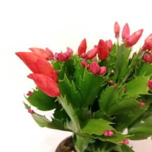 Schlumbergera