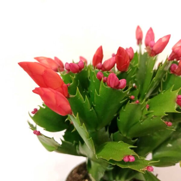 Schlumbergera