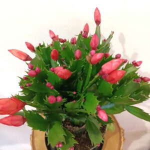 Schlumbergera
