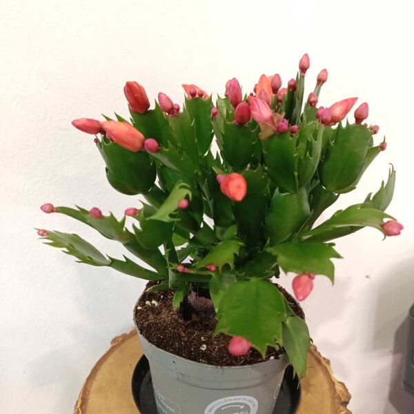 Schlumbergera
