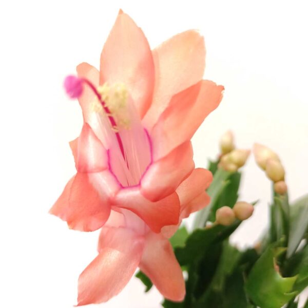 Schlumbergera Schlumbergera