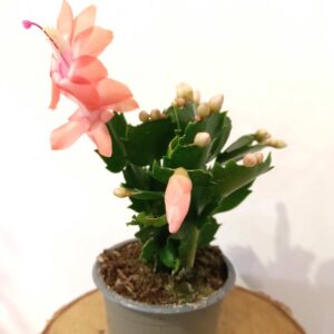 Schlumbergera