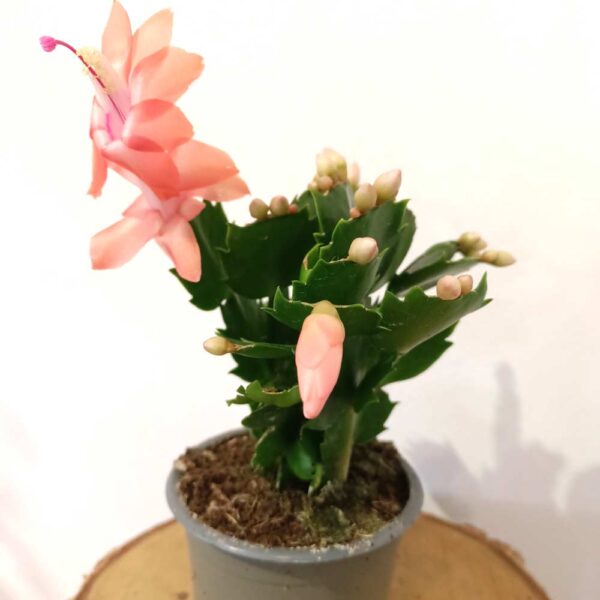 Schlumbergera