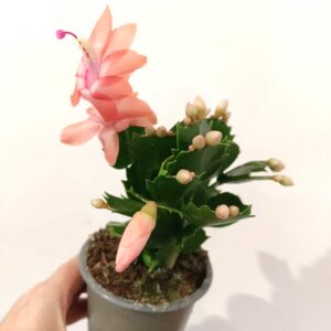 Schlumbergera