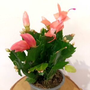 Schlumbergera