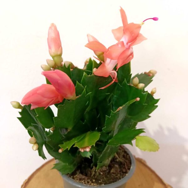 Schlumbergera