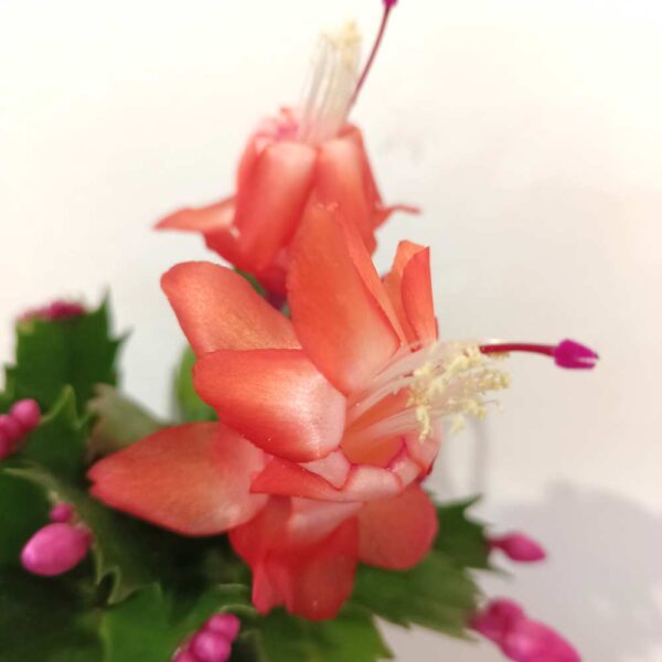 Schlumbergera