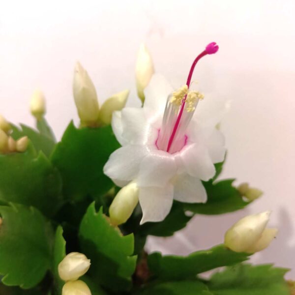 Schlumbergera Schlumbergera