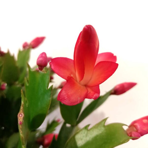 Schlumbergera