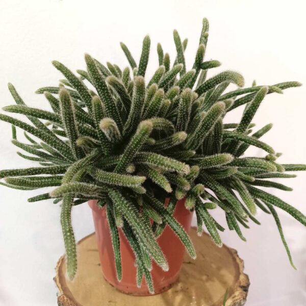 Rhipsalis baccifera Horrida Rhipsalis baccifera Horrida