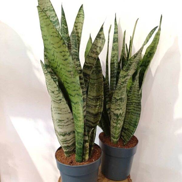 Sansevieria Zeylanica Sansevieria Zeylanica