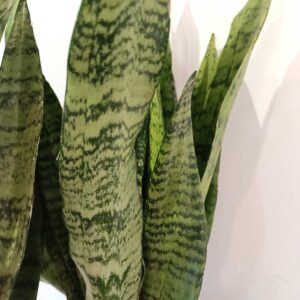 Sansevieria Zeylanica
