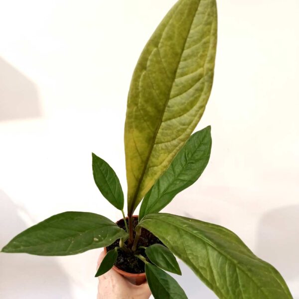 Anthurium Jenmanii Anthurium Jenmanii