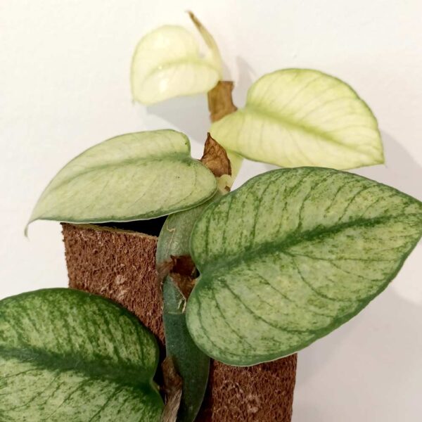 Rhaphidophora hongkongensis Variegata Rhaphidophora hongkongensis Variegata