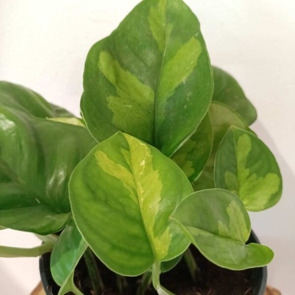 Epipremnum pinnatum Global Green Epipremnum pinnatum Global Green