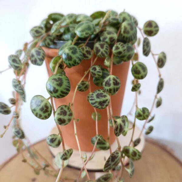 Peperomia prostrata Peperomia prostrata