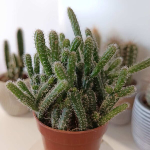 Rhipsalis baccifera Horrida-patyczak Rhipsalis baccifera Horrida-patyczak