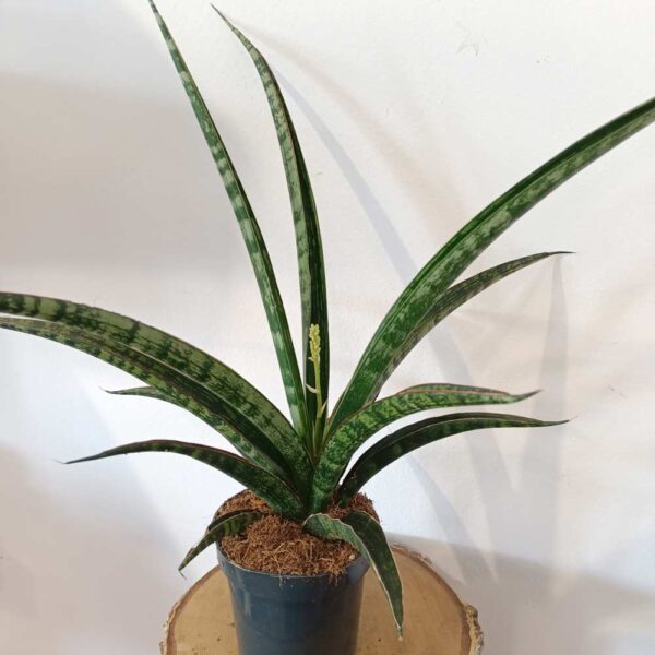 Sansevieria trifasciata Megan Sansevieria trifasciata Megan