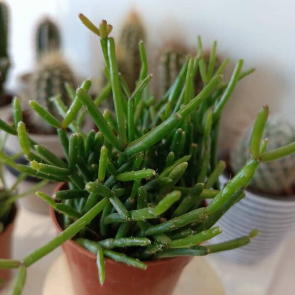 Rhipsalis Clavata Rhipsalis Clavata
