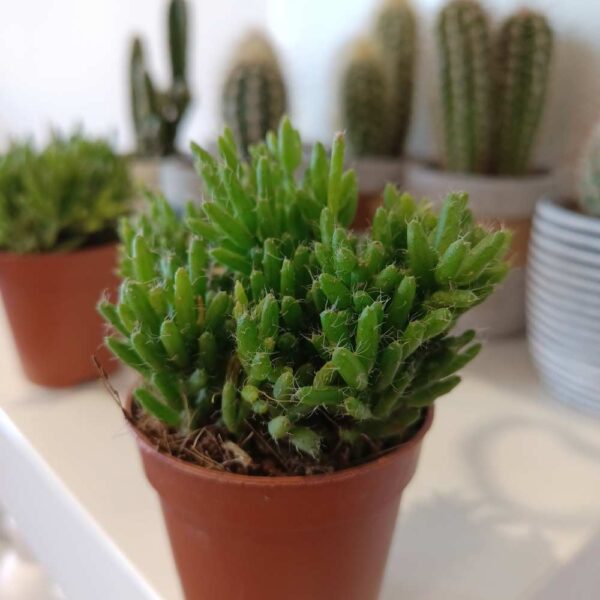 Rhipsalis mesembryanthemoides (patyczak) Rhipsalis mesembryanthemoides (patyczak)