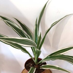 Dracaena Warneckii - dracena