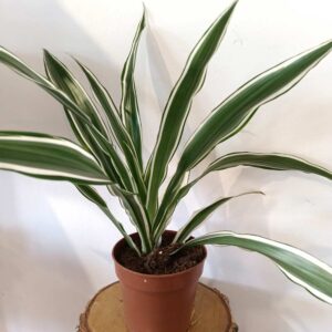 Dracaena Warneckii - dracena