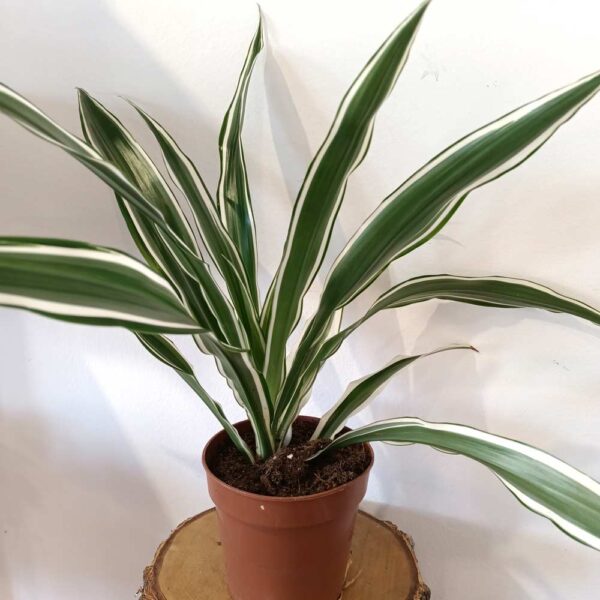 Dracaena Warneckii - dracena Dracaena Warneckii - dracena