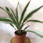 Dracaena Warneckii - dracena