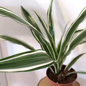 Dracaena Warneckii - dracena