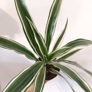 Dracaena Warneckii - dracena