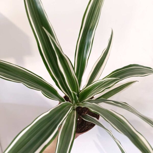 Dracaena Warneckii - dracena