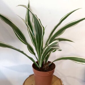 Dracaena Warneckii - dracena