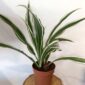 Dracaena Warneckii - dracena