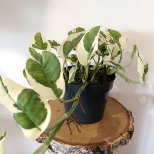 Epipremnum N'Joy