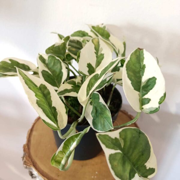 Epipremnum N'Joy Epipremnum N'Joy