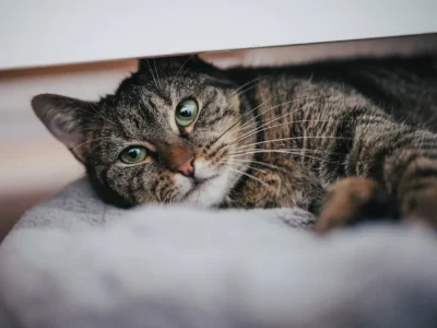 blog