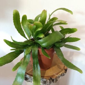Rhipsalis Red Coral