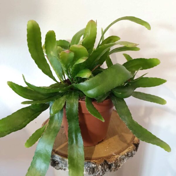 Rhipsalis Red Coral