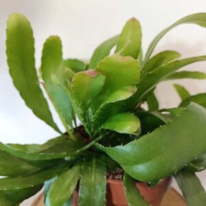 Rhipsalis Red Coral