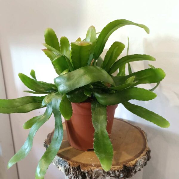 Rhipsalis Red Coral Rhipsalis Red Coral